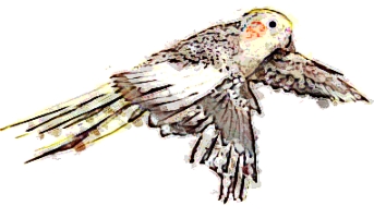 Up Up Away bird